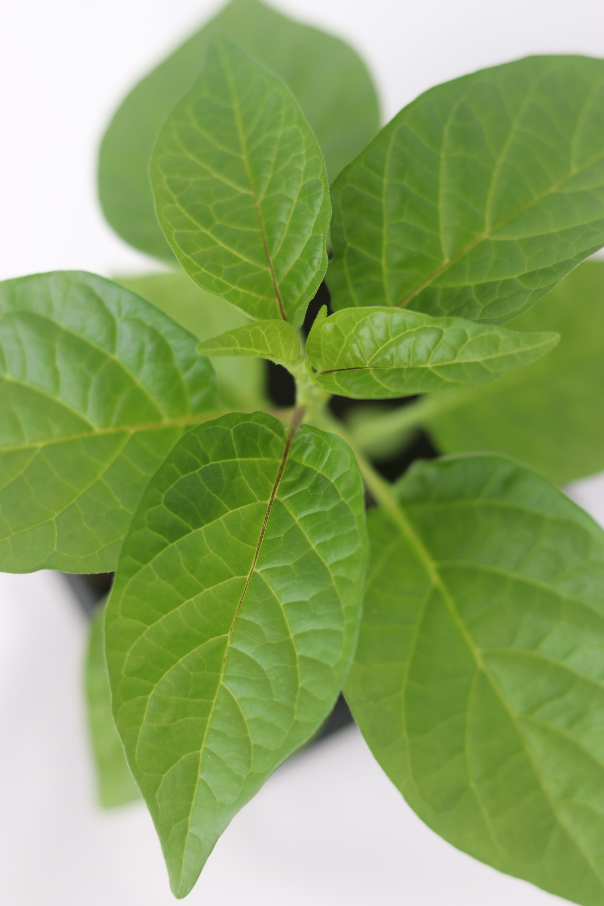Plant Care | Pepperona Peppers