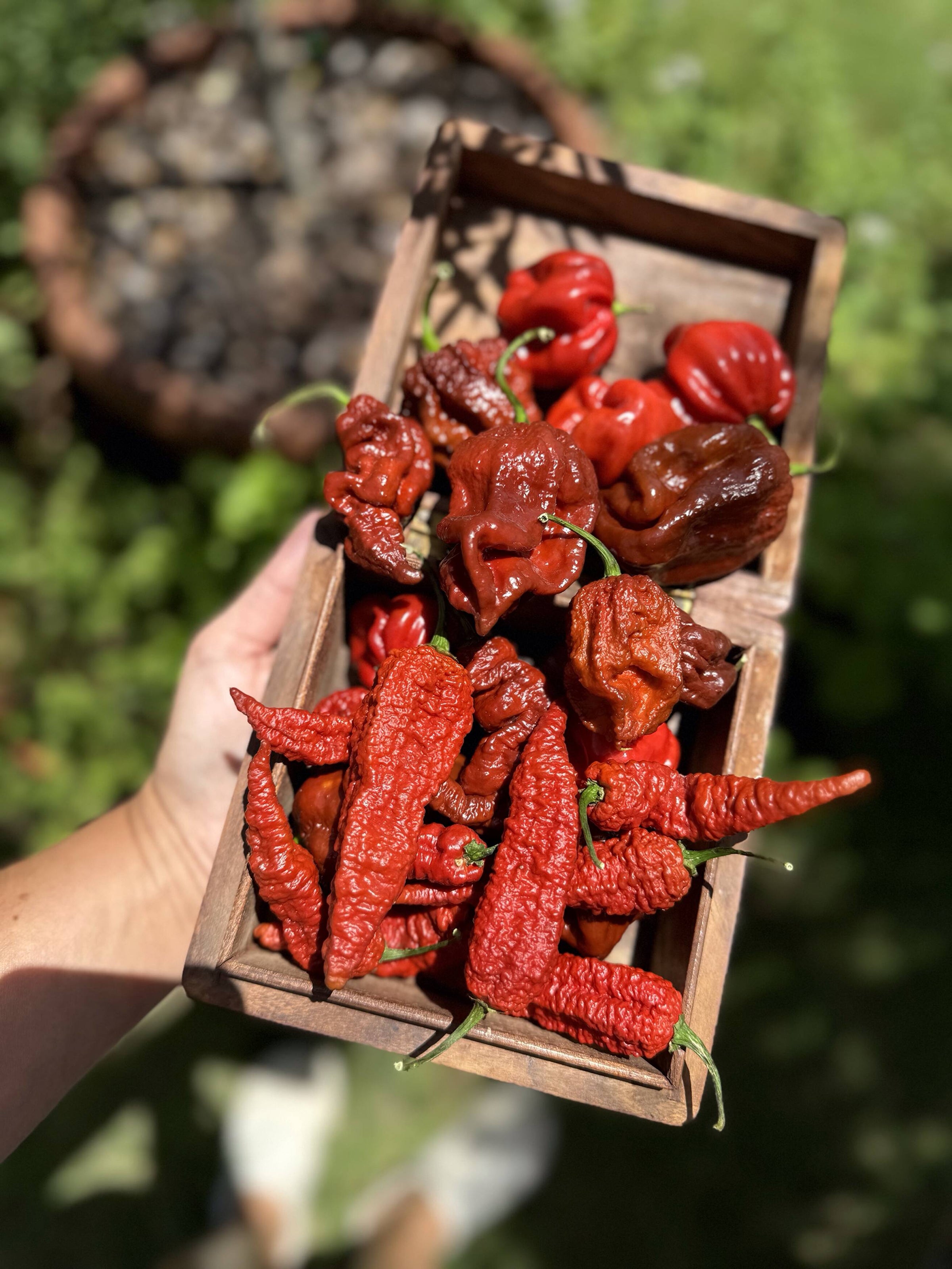 Pepper Specialists | Pepperona Peppers